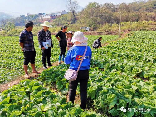 訂單種植顯成效 農民增收笑開顏