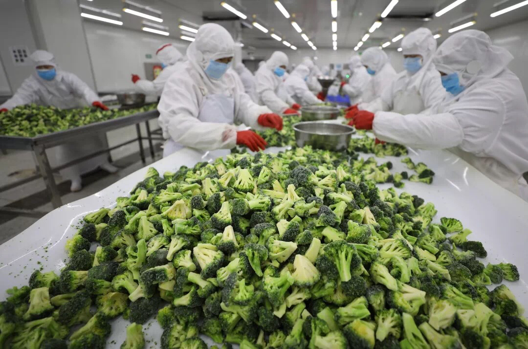 沂南:開(kāi)足馬力 速凍蔬菜加工忙