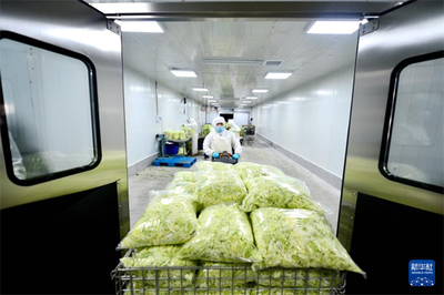 河北固安:凈菜進京 保供首都&ldquo;菜籃子&rdquo;