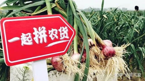 如何看待黃崢辭任拼多多董事長,將致力于食品科學和生命科學領域的研究 這一領域現狀和前景如何