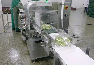 "蛤蜊燉蛋"中,一棵"矮腳青"的24小時奔赴之旅