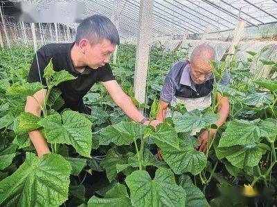 大棚里面瓜果香