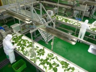 供應(yīng)冷凍蔬菜生產(chǎn)線價(jià)格_供應(yīng)冷凍蔬菜生產(chǎn)線廠家_世界工廠網(wǎng)產(chǎn)品信息庫