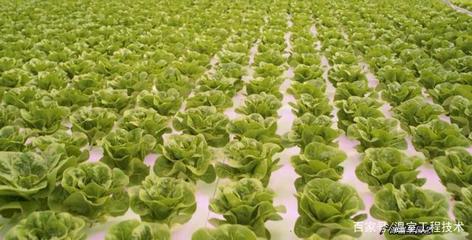 現(xiàn)代無(wú)土栽培技術(shù)之浮板水培技術(shù)蔬菜生產(chǎn)